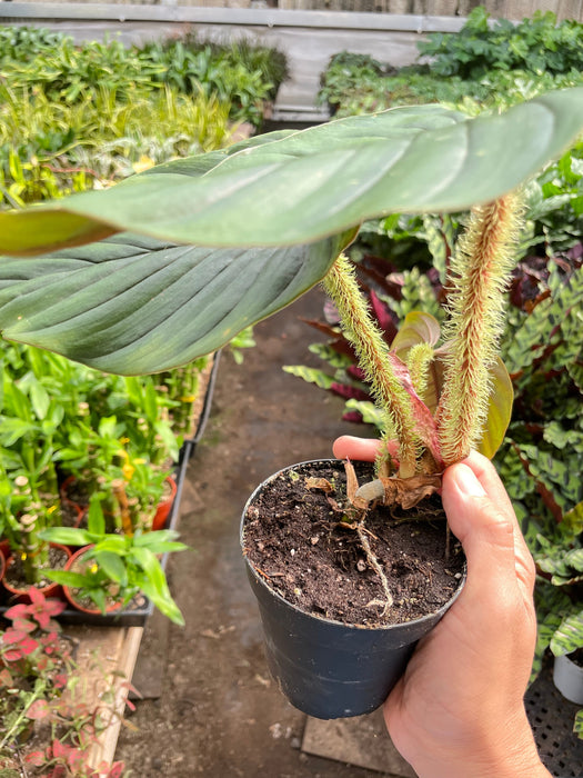 philodendron serpens pink Philodendron 'Serpens'