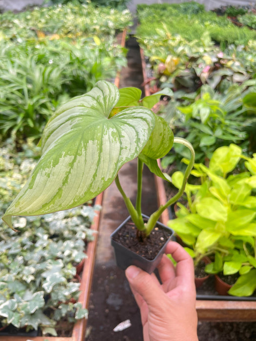 Philodendron 'Mamei'