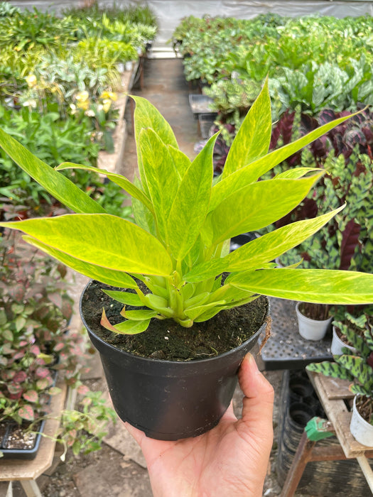 calkins gold philodendron Philodendron 'Calkins Gold'
