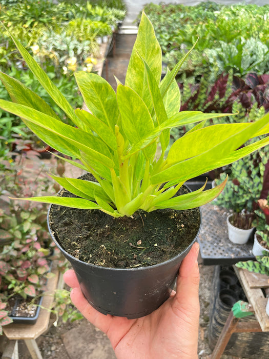philodendron calkins gold care Philodendron 'Calkins Gold' — The Gardeners' Choice