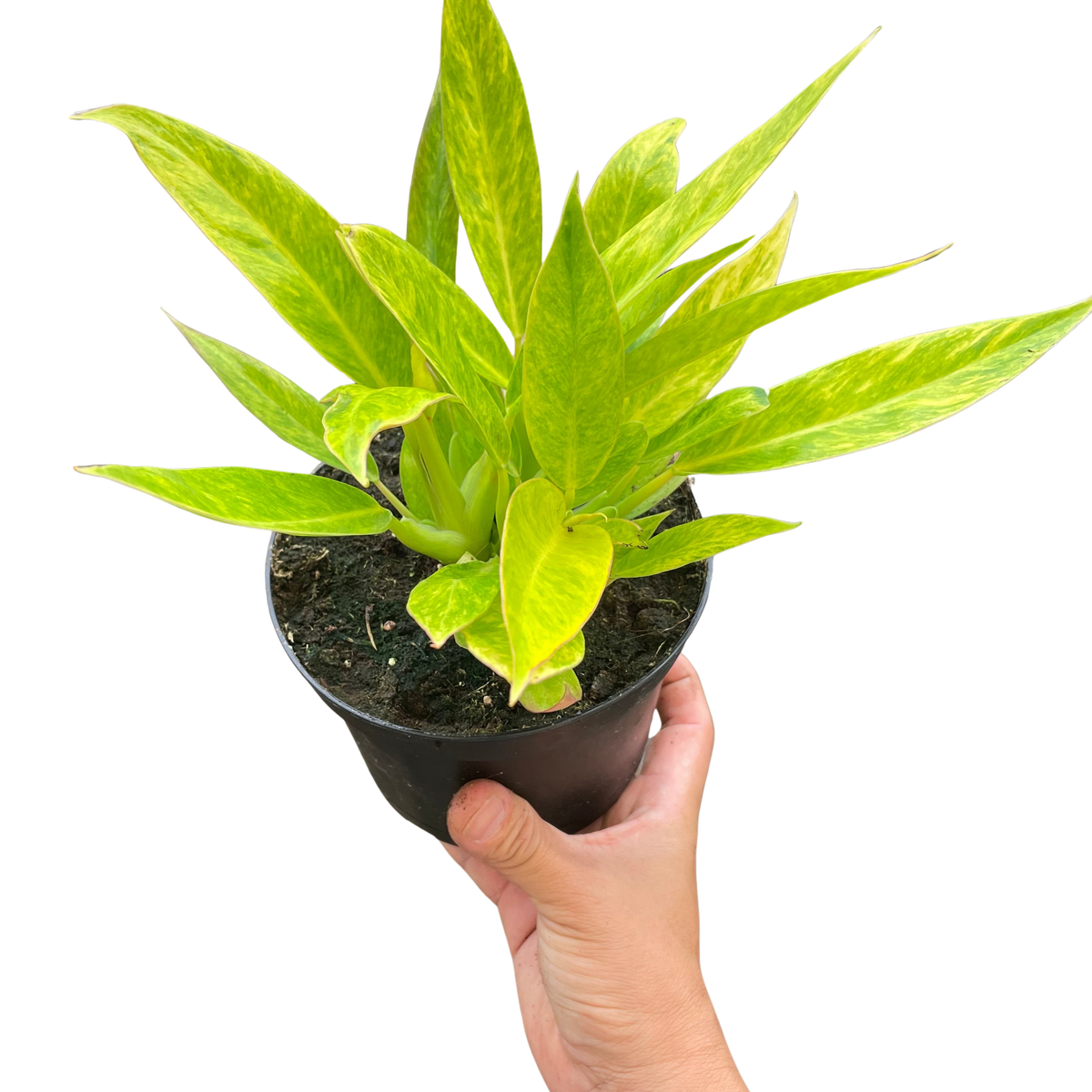 Philodendron 'Calkins Gold'  The Gardeners' Choice