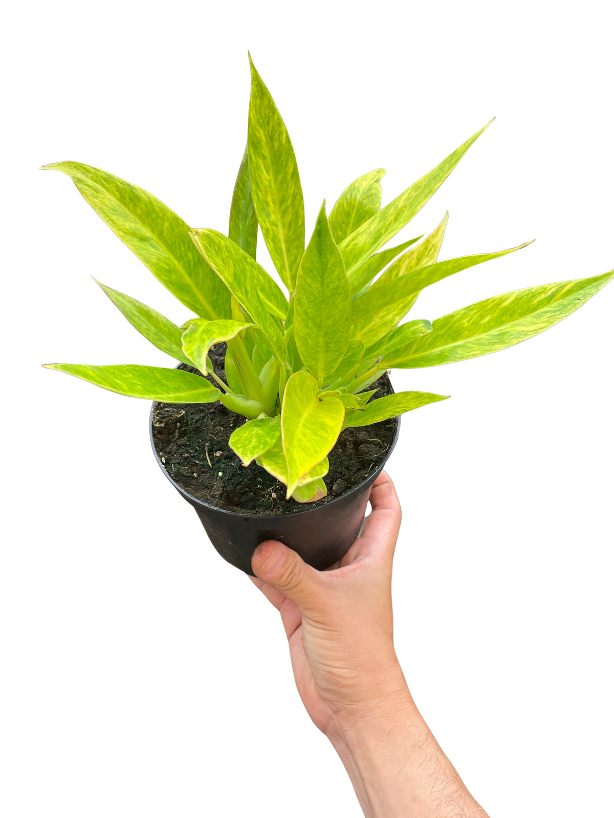 philodendron calkins gold care Philodendron 'Calkins Gold' — The Gardeners' Choice