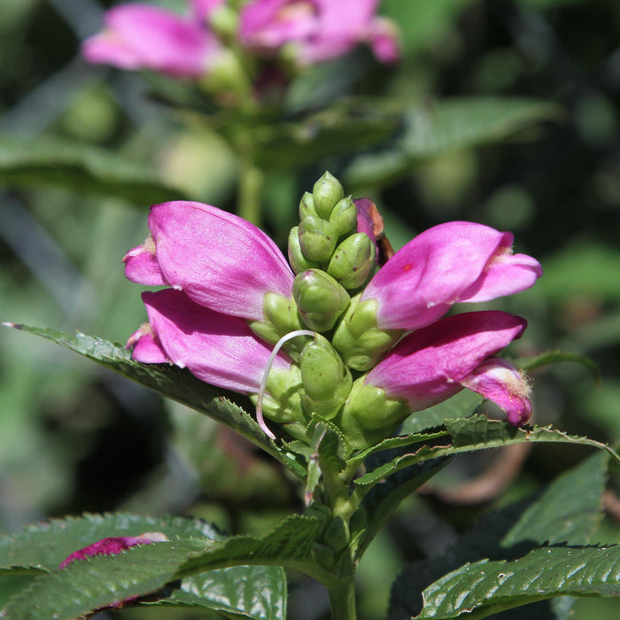 Chelone lyonii 'Hot Lips'  - Hot Lips Turtlehead - Shipped