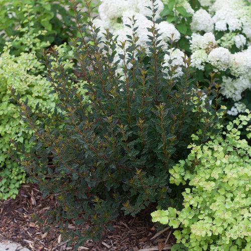 Tiny Wine® Ninebark - Shipped