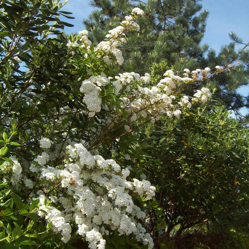 Snowmound Spirea - Shipped