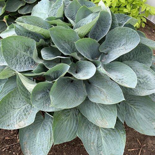 Hosta 'Above The Clouds' PP34,341  - PW® Shadowland® Above The Clouds Hosta - Shipped