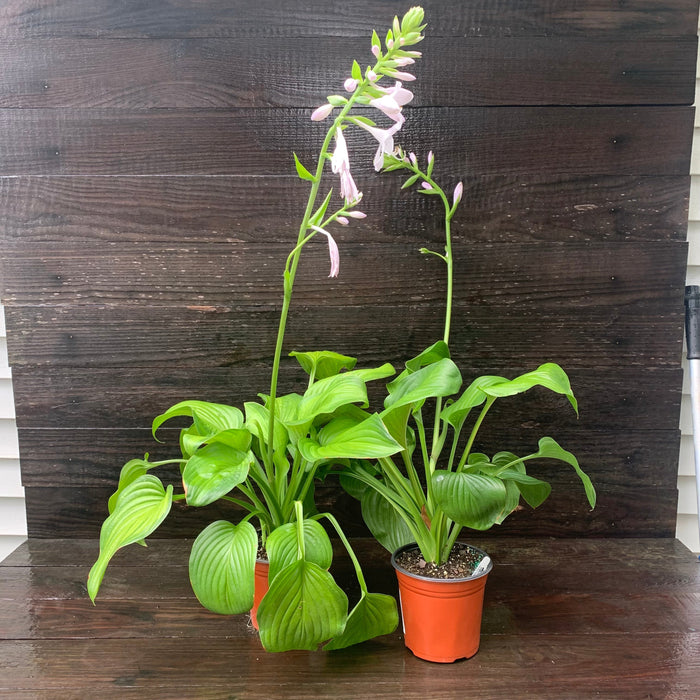 Hosta 'Guacamole'  - Guacamole Hosta - Shipped