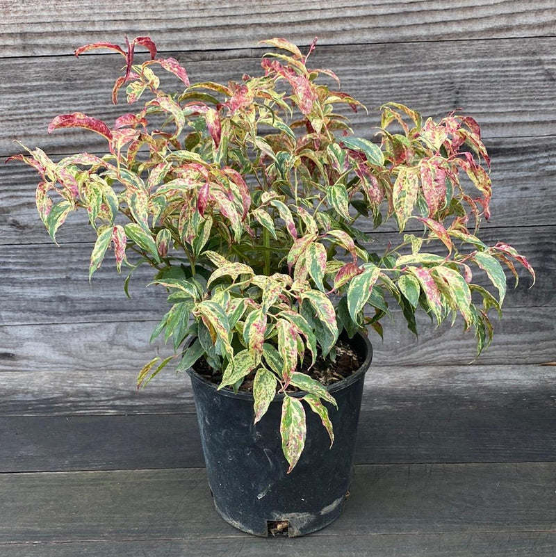 Rainbow Drooping Leucothoe - Shipped
