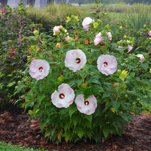 Hibiscus 'Ballet Slippers'  - Summerific® Ballet Slippers Hibiscus - Shipped