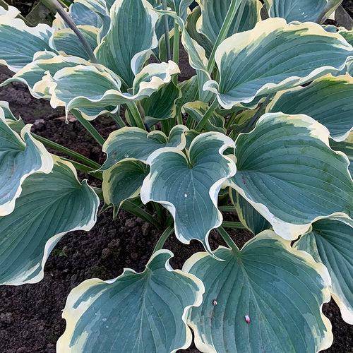 Hosta 'Hope Springs Eternal' PP33,266  - PW® Shadowland® Hope Springs Eternal Hosta - Shipped