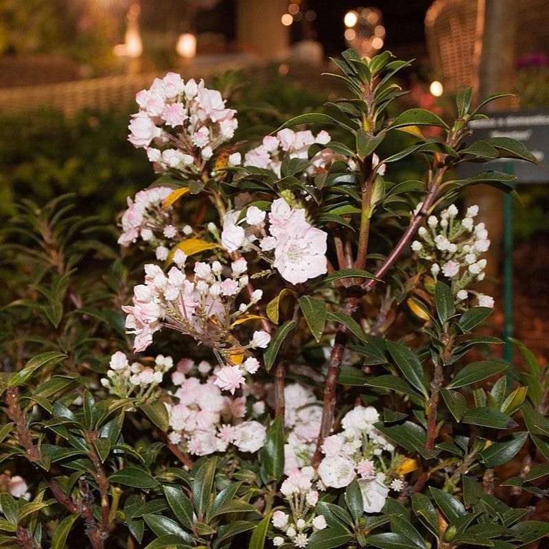 Elf Mountain Laurel - Shipped