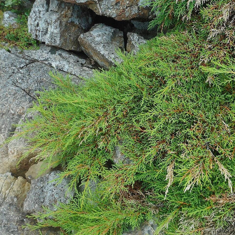 Siberian Cypress, Siberian Carpet Cypress - Shipped