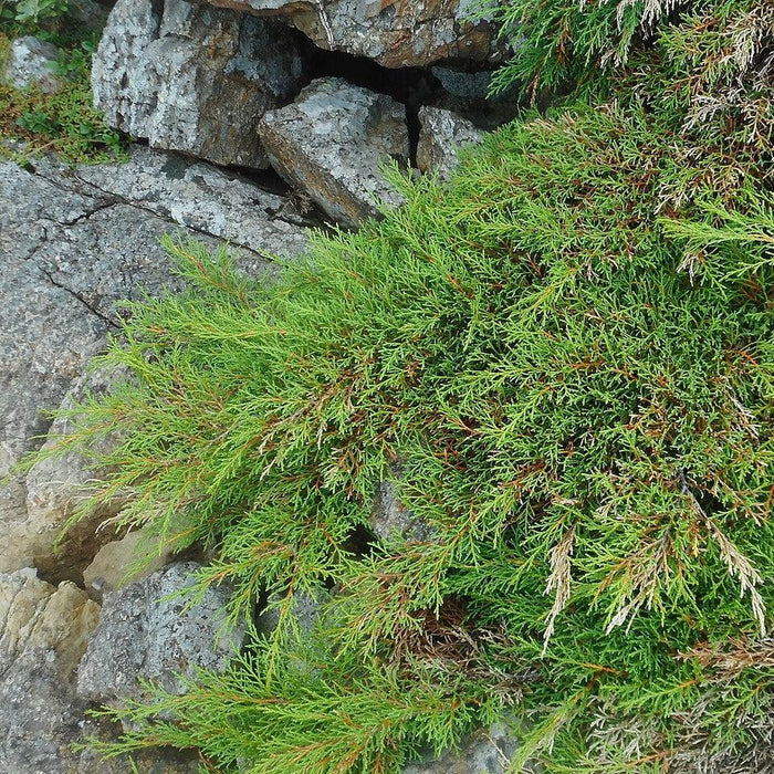 Siberian Cypress, Siberian Carpet Cypress - Shipped