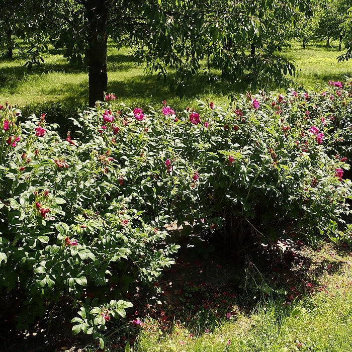 Purple Pavement Rugosa Rose - Shipped