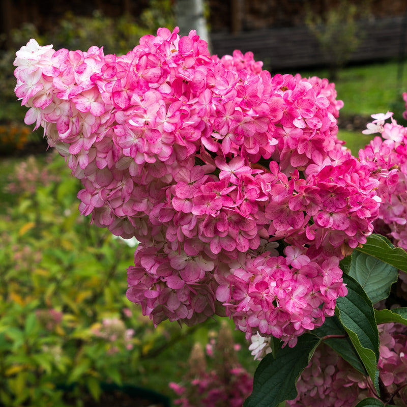 First Editions® Berry White® Hydrangea - Shipped