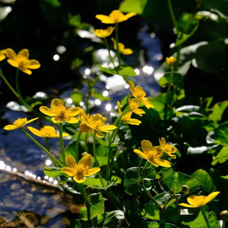 Marsh Marigold - Shipped
