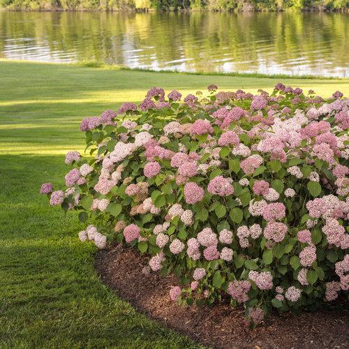 Invincibelle® Spirit II Hydrangea - Shipped