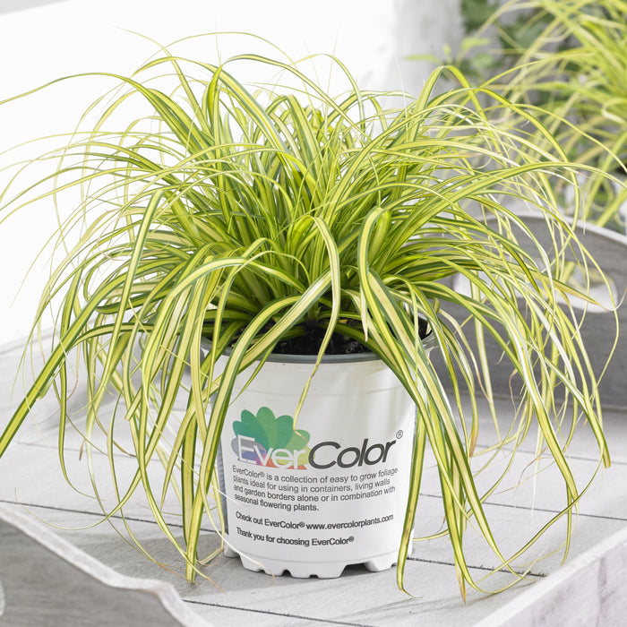 Carex oshimensis 'Eversheen' PP25938  - Evercolor® Eversheen Variegated Sedge - Shipped