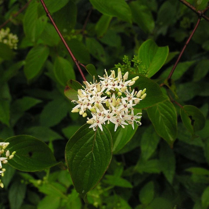 Cornus amomum  - Silky Dogwood - Shipped