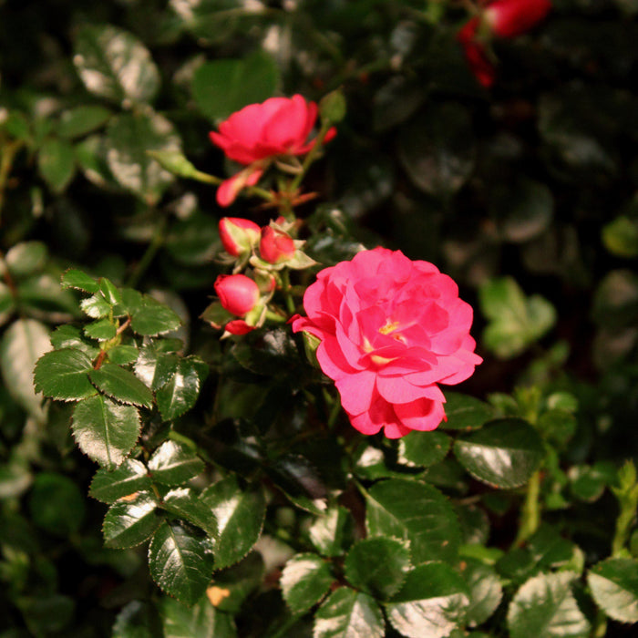 Rosa x 'NOA83100B'  - Flower Carpet® Scarlet Rose - Shipped