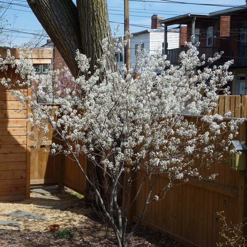 Autumn Brilliance Apple Serviceberry - Shipped