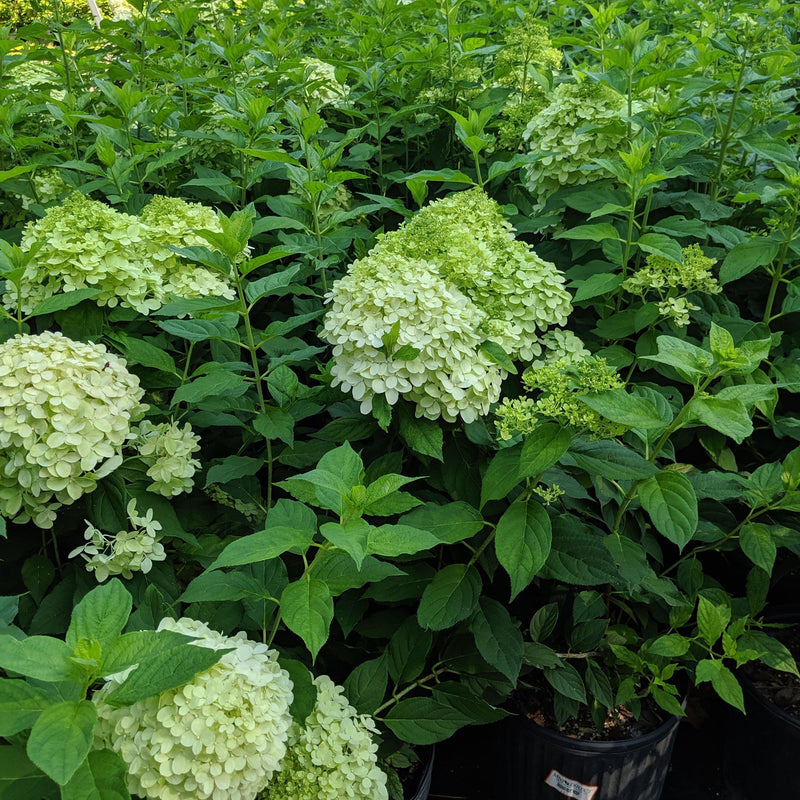 Proven Winners® Limelight® Hydrangea - Shipped