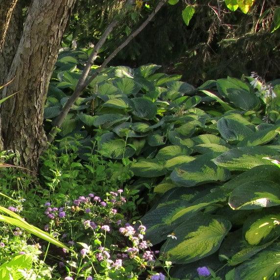 Paul's Glory Hosta - Shipped