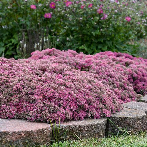 Rock 'N Round™ Popstar Stonecrop - Shipped