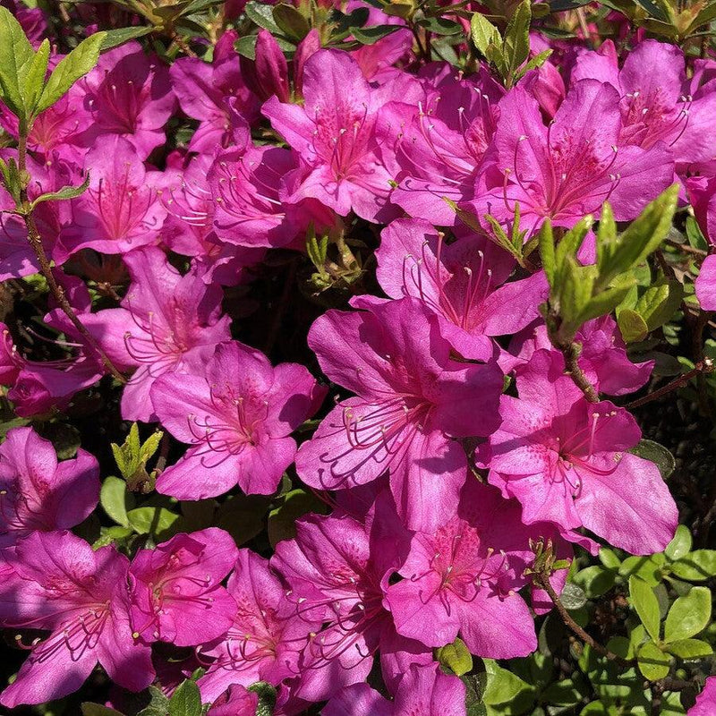 Girard's Fuchsia Azalea - Shipped