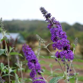 Buddleia davidii 'PIIBD-III' PP26,306  - First Editions® Psychedelic Sky™ Butterfly Bush - Shipped