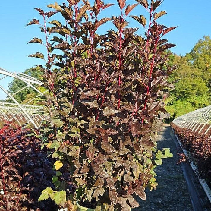 Physocarpus opulifolius 'SMPOCG'  - Chroma Chameleon™ Ninebark - Shipped