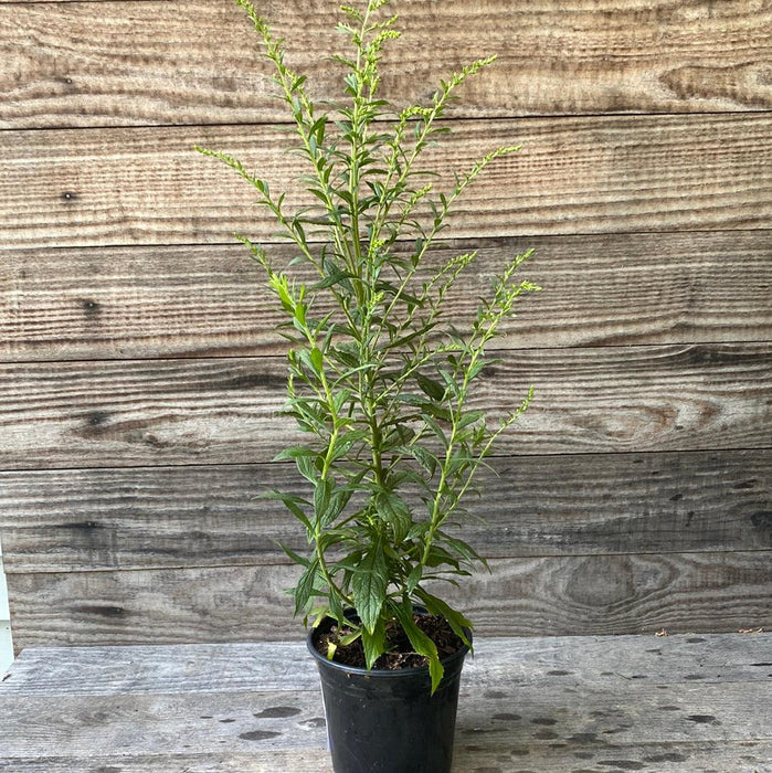 Solidago rugosa 'Fireworks'  - Fireworks Goldenrod - Shipped