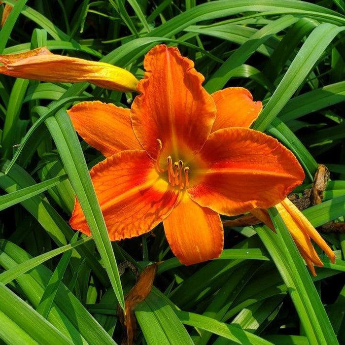Hemerocallis 'Alabama Jubilee'  - Alabama Jubilee Daylily - Shipped