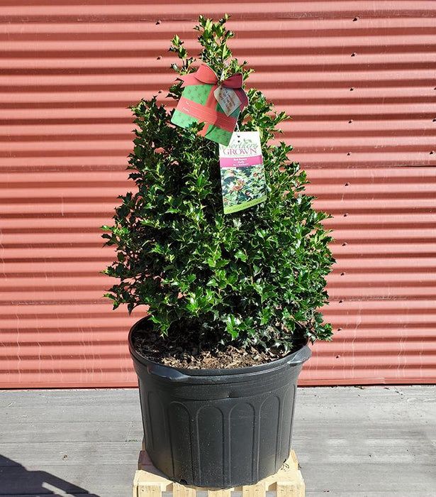 Ilex x rutzan 'Red Beauty'