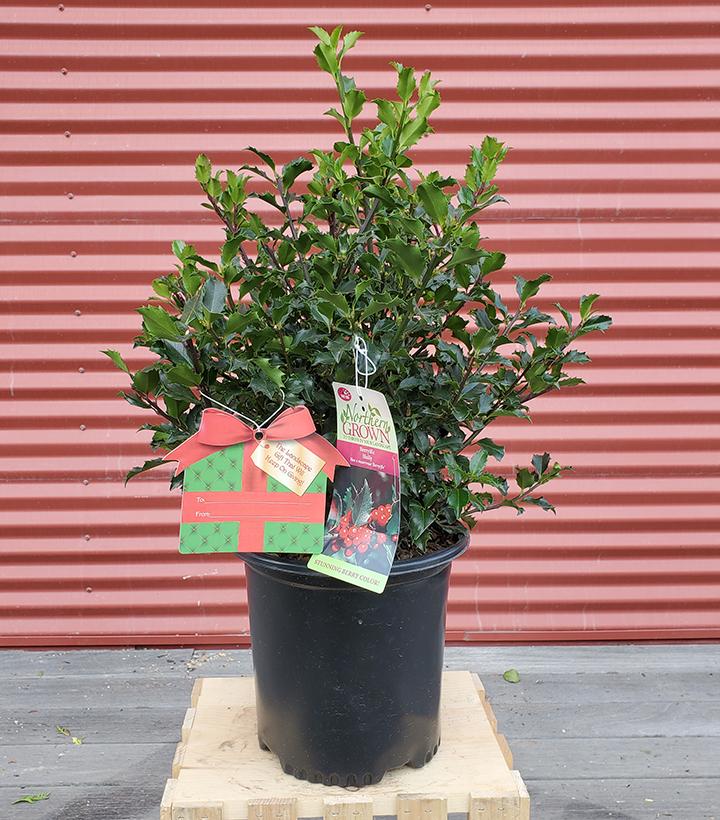 Holly (Ilex x meserveae) 'Berryific - Shipped