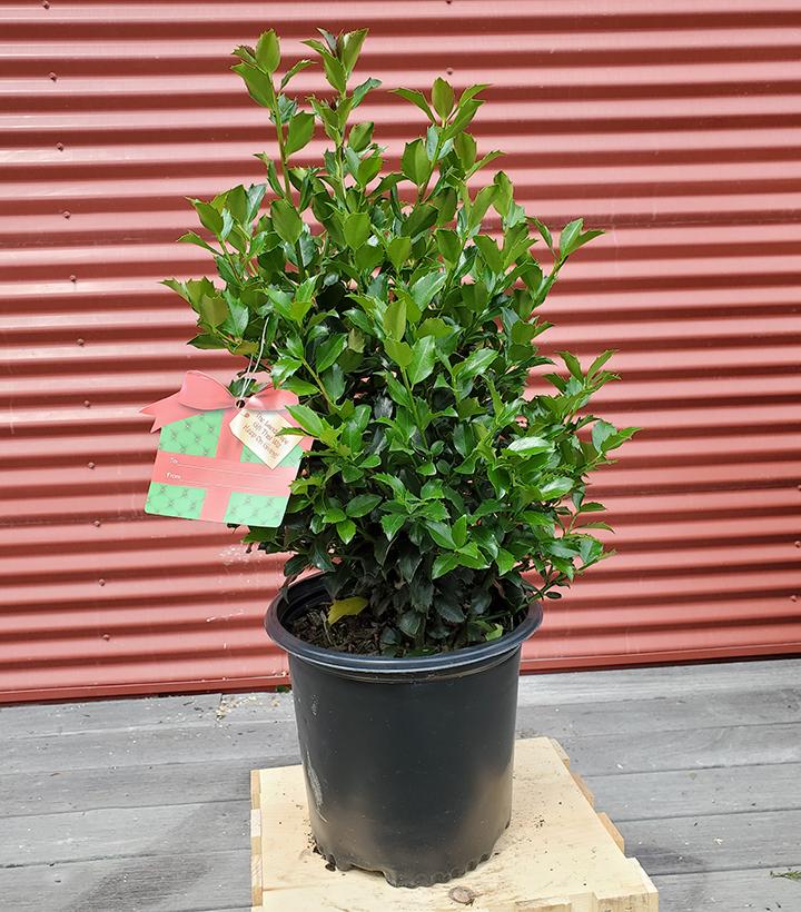 Holly (Ilex x meserveae) 'Blue Maid' - Shipped