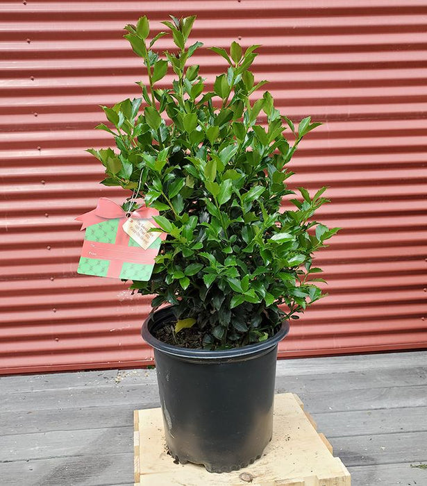 Ilex x meserveae 'Blue Maid'