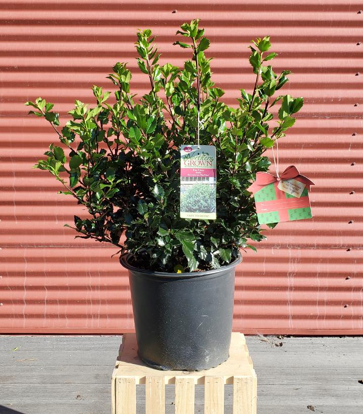 Holly (Ilex x meserveae) 'Blue Prince - Shipped
