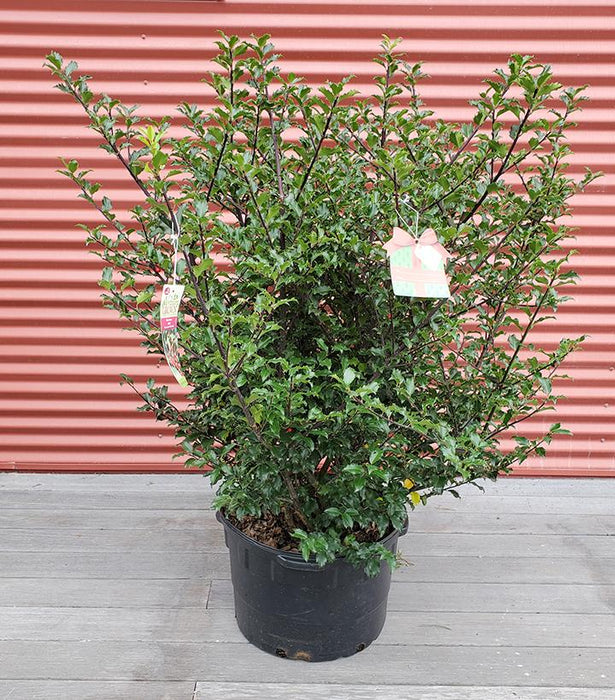 Ilex x meserveae 'Blue Princess'