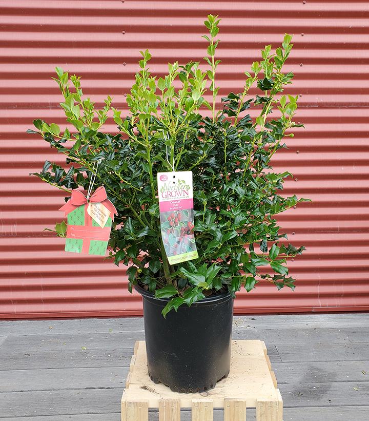 Holly (Ilex x meserveae) 'China Girl' - Shipped