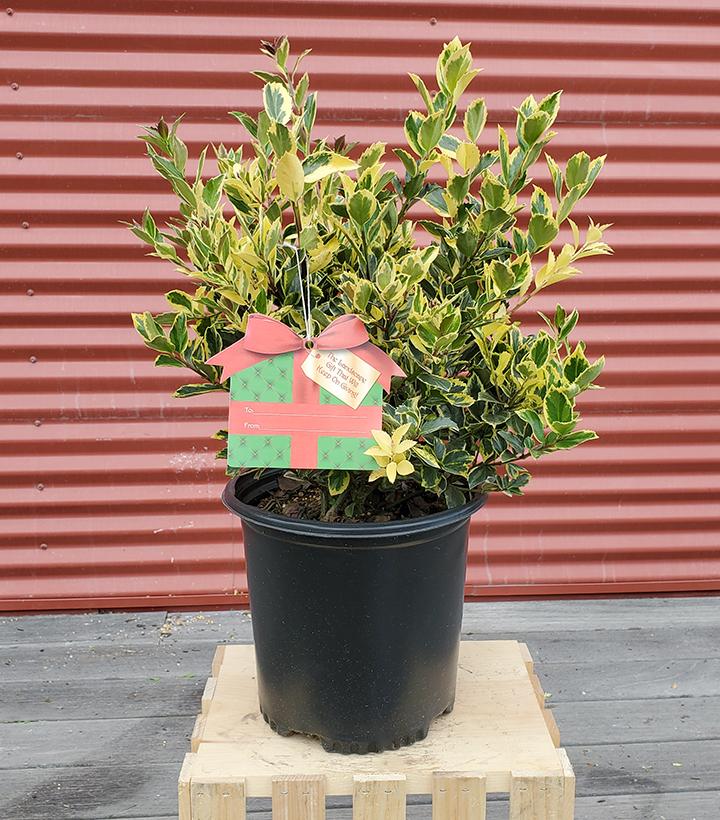 Holly (Ilex x meserveae) 'Honey Maid - Shipped