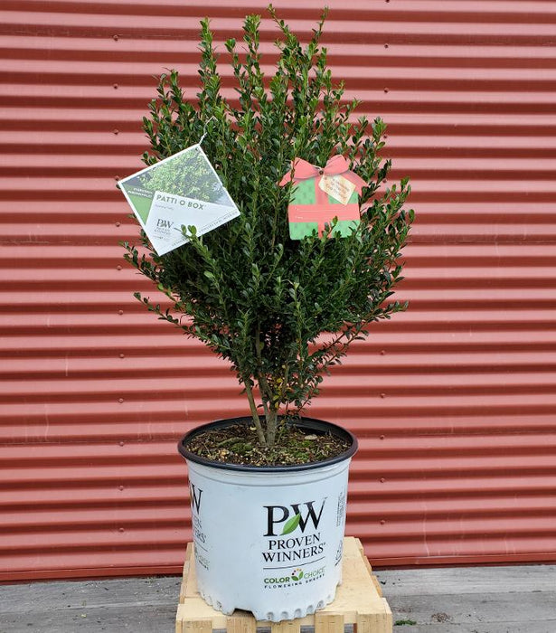 Ilex crenata Patti O Box®