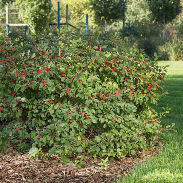 Ilex verticillata Wildfire™