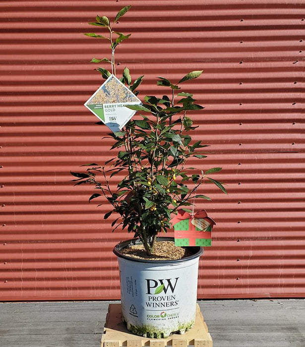 Ilex verticillata Berry Heavy® Gold