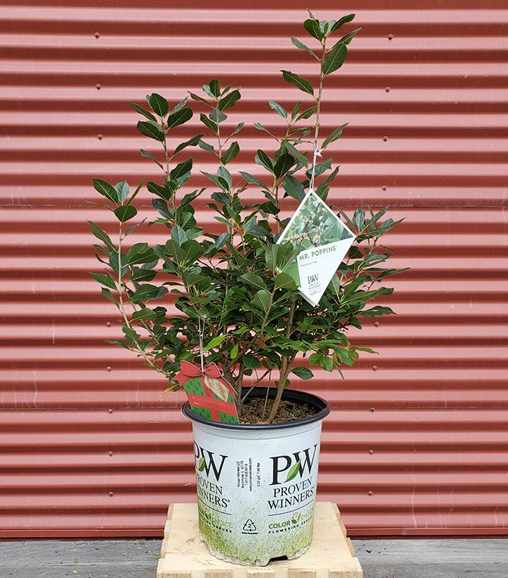 Holly (Ilex verticillata) Mr. Poppins® - Shipped