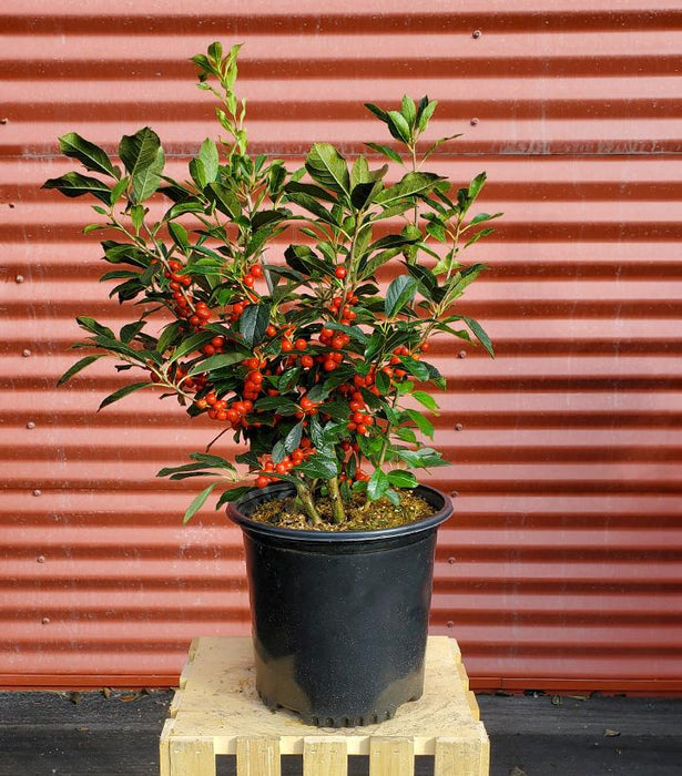 Holly - Ilex verticillata 'Red Sprite' - for shipping