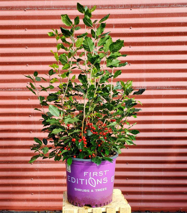 Holly (Ilex verticillata) Wildfire™ - Shipped