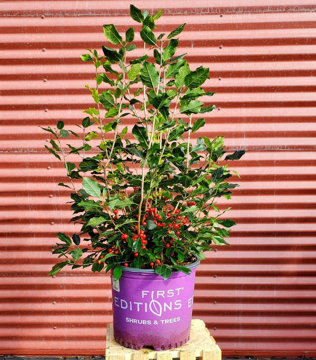 Ilex verticillata Wildfire™