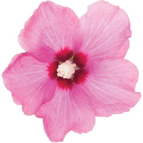 Lil' Kim® Red Hibiscus - Shipped