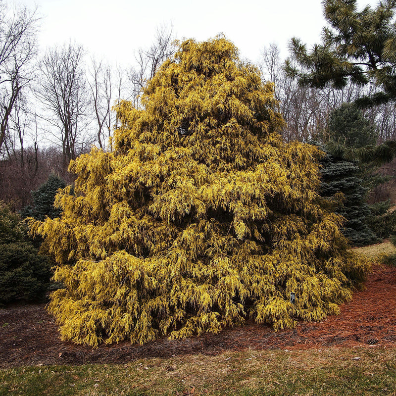 Chamaecyparis p. f. 'Aurea' - Shipped